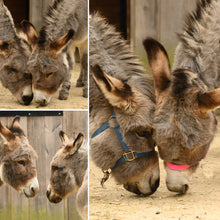 Load image into Gallery viewer, &quot;Esther Loves Esau&quot; &amp; &quot;Donkeys-for-Good&quot;
